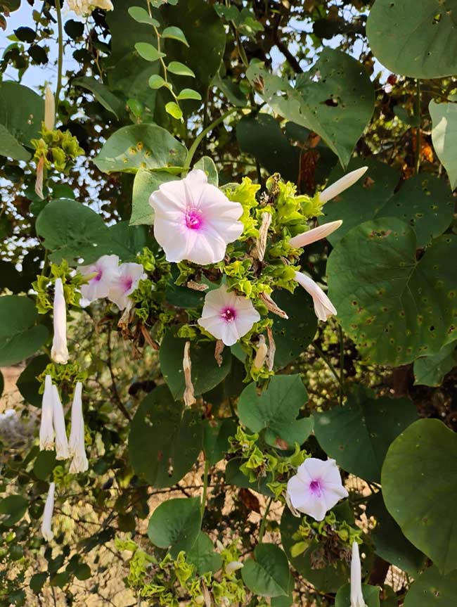 Wilec biały – księżycowe pnącze