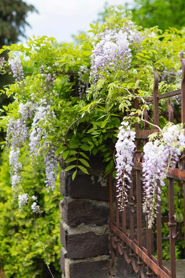 Wisteria glicynia