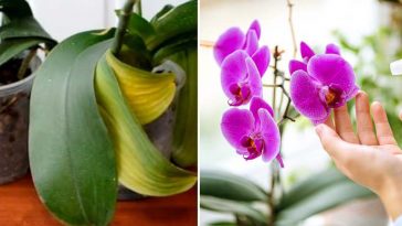 Jak uratować storczyk