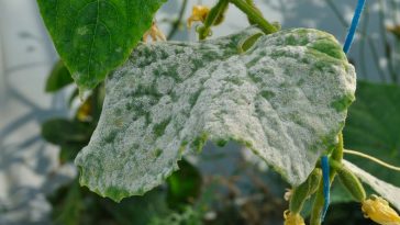 jak pozbyć się mączniaka prawdziwego