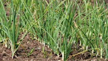 Jak zapobiec żółknięciu liści cebuli?