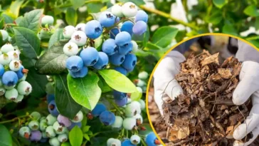 Borówka amerykańska krzew