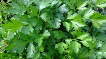 pietruszka w doniczce