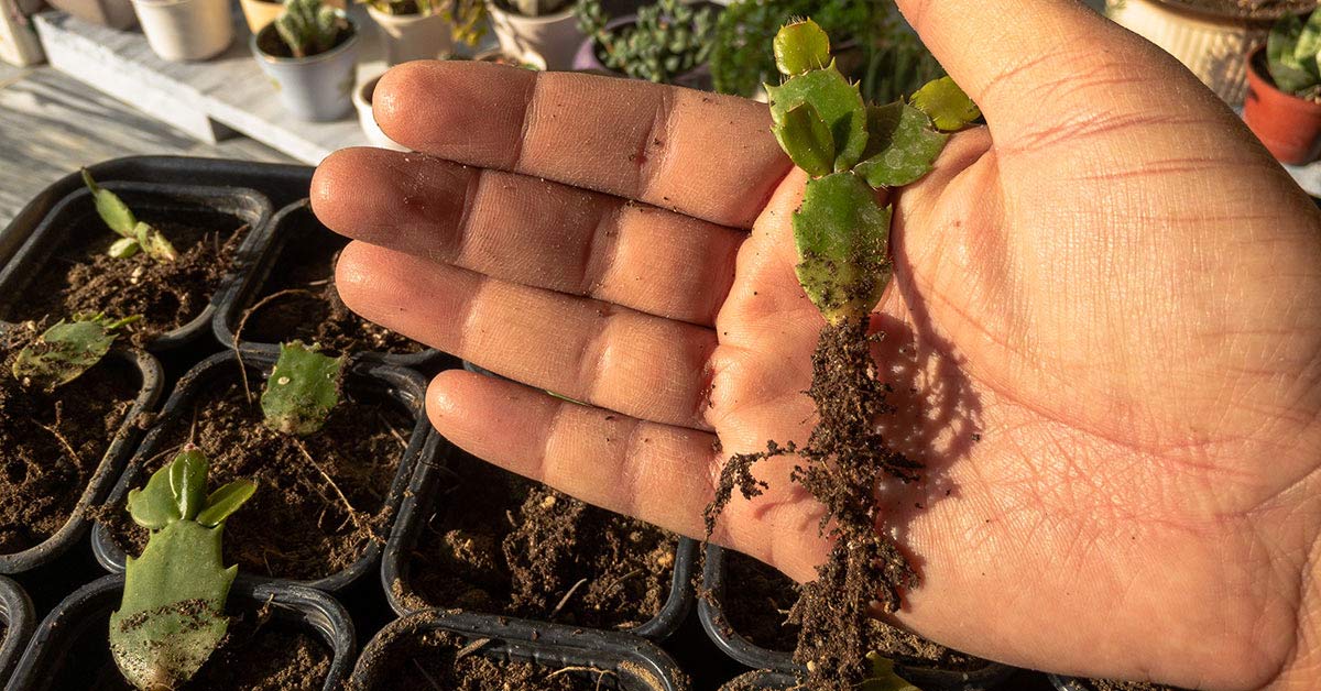 Jak rozmnożyć grudnik