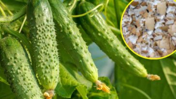 Skorupki jajek do ogórków i innych roślin