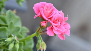 Zimowanie pelargonii