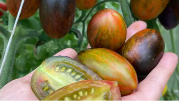 jak przygotować nasiona do wysiewu, zaprawianie nasion