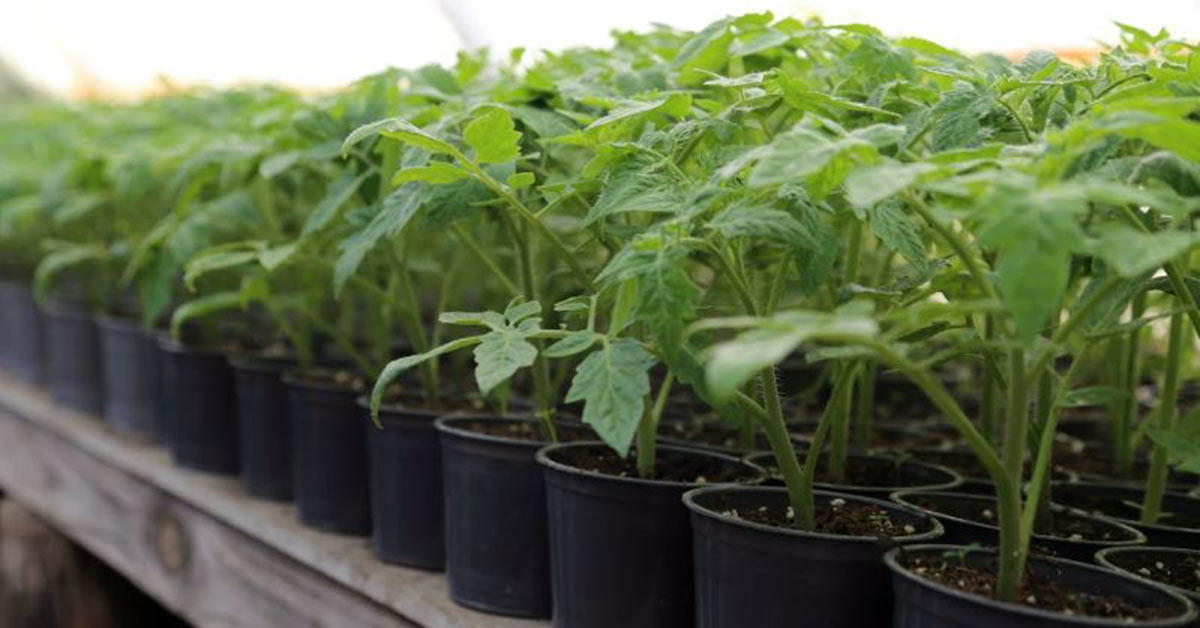 Rozsada pomidorów. Sadzonki pomidorów