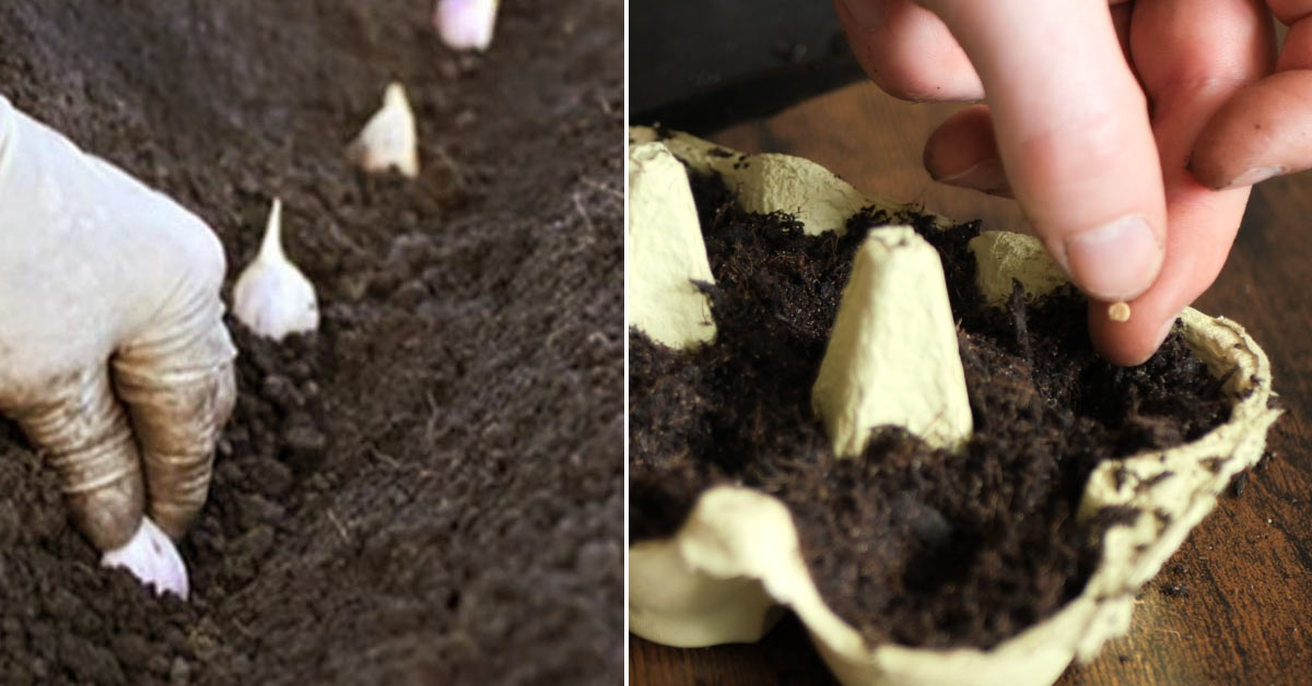 Co można wysiać w styczniu