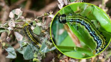 ćma bukszpanowa szkodnik rośliny