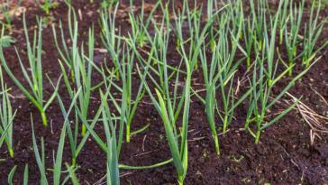 nawożenie czosnku zimowego wiosną