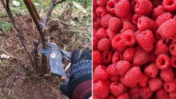 Kiedy przycinać maliny?