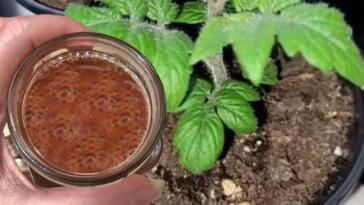 Naturalny nawóz do sadzonek pomidorów