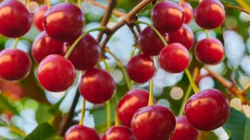 Jak przycinać wiśnię aby obficie owocowała