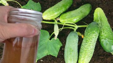 Jak dbać o ogórki, środki ochrony