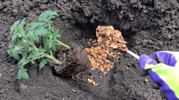 co do dołka podczas sadzenia pomidorów