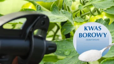 Nawożenie kwasem borowym