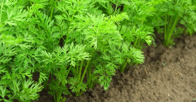 Nawożenie marchewki