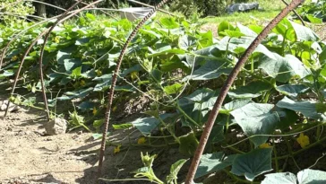 naturalny domowy nawóz do ogórków