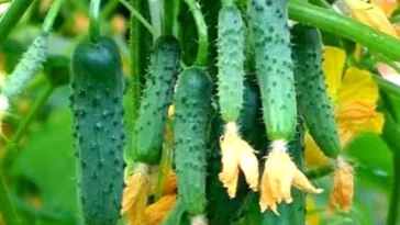 Proste, chrupkie, słodkie i soczyste ogórki