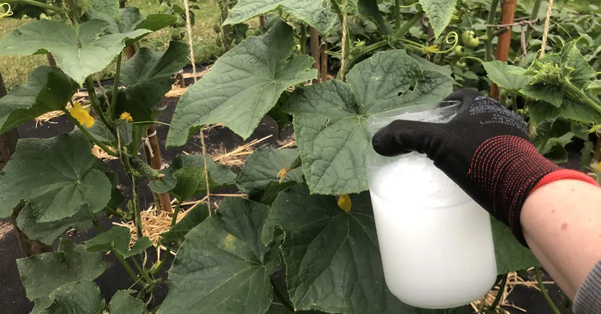 domowy nawóz do ogórków