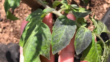 jod jako nawóz i ochrona przed szkodnikami i chorobami