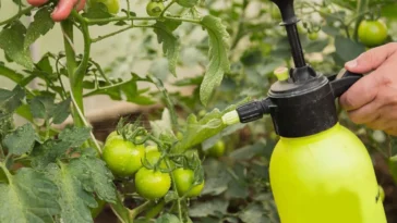 Oprysk pomidorów