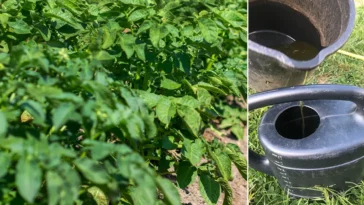 Nawożenie ziemniaków w czerwcu domowy nawóz do ziemniaków