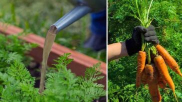 Czym nawozić marchew, by nie pękała?