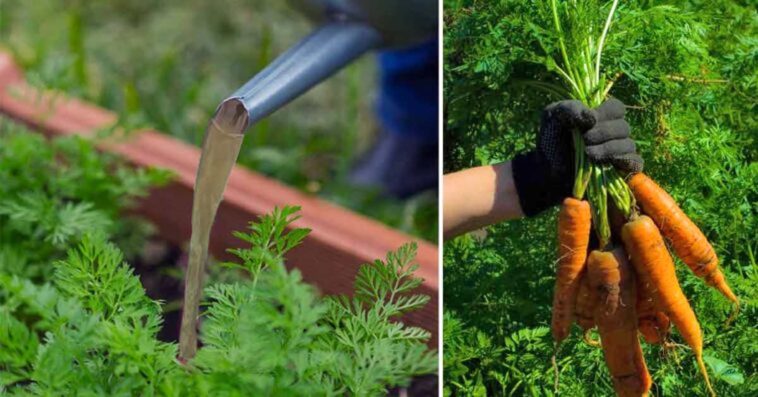 Czym nawozić marchew, by nie pękała?