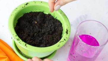 Jak wysiewać pomidory? Odkażanie nasion nadmanganianem potasu.