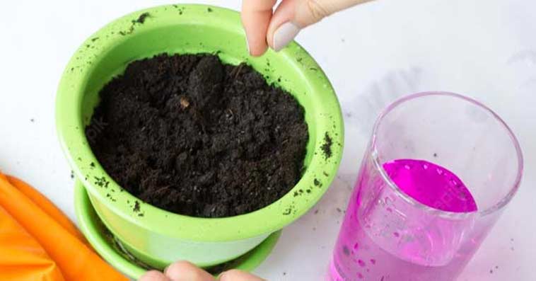 Jak wysiewać pomidory? Odkażanie nasion nadmanganianem potasu.