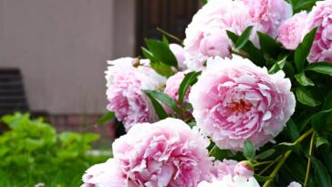 Piwonie - jak nawozić?