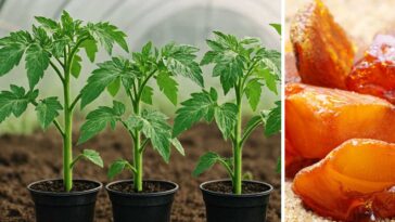 Domowy nawóz do pomidorów z kwasem bursztynowym