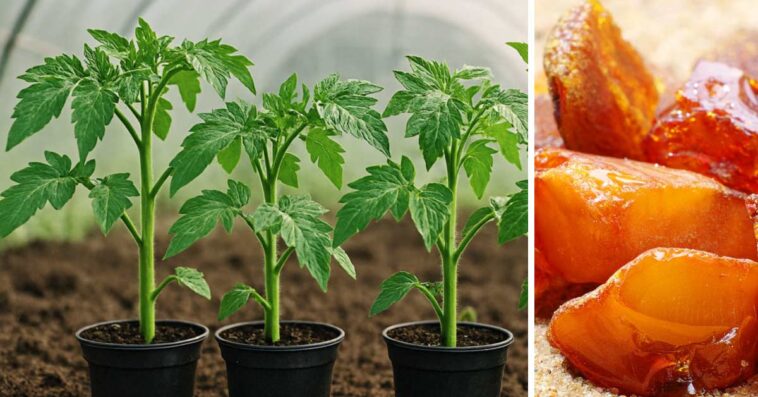 Domowy nawóz do pomidorów z kwasem bursztynowym